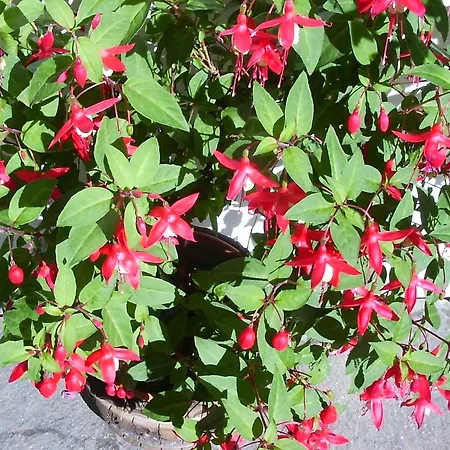 Pension Resi Πανσιόν